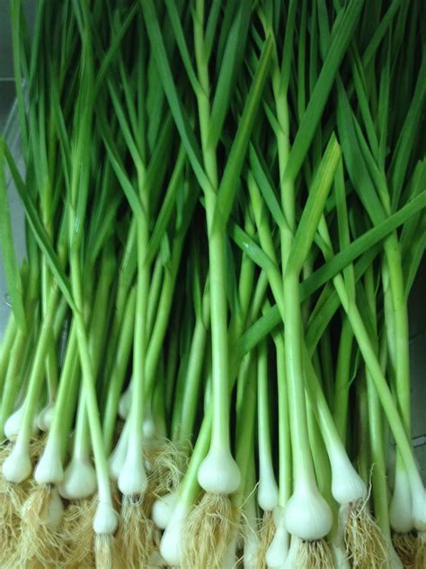 Garlic green. Things To Know About Garlic green. 